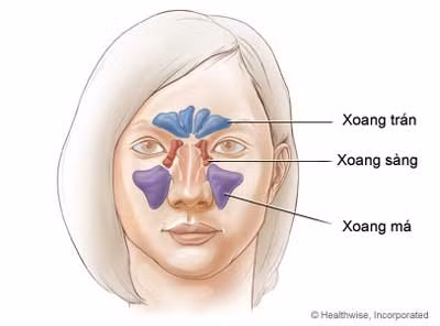 Bên cạnh mũi, trong xương của khuôn mặt gọi là xoang (xoang cạnh mũi). Ung thư có thể phát triển trong lớp lót của các khu vực này.
