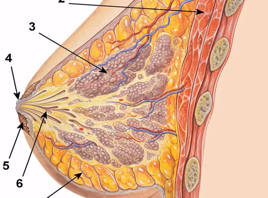 Năm 2014, ung thư vú, phổi, và ruột kết là các loại ung thư phổ biến nhất ở nữ giới Mỹ. Ung thư vú chiếm 29% tất cả các trường hợp mới.