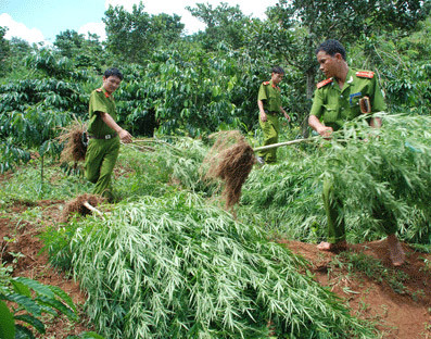 Cơ quan công an nhổ bỏ cây cần sa. Ảnh minh họa