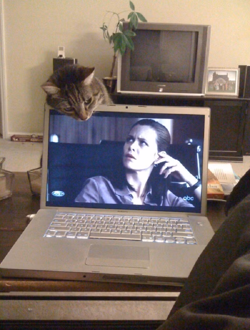 Ô hay cái con mèo...mày làm gì ở trên đấy?