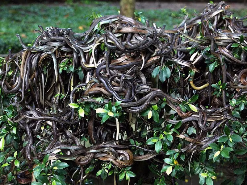 Đảo Rắn, Brazil: Nằm cách bờ biển bang São Paulo của Brazil khoảng 33 km, đảo Ilha de Queimada Grande (hay còn gọi là đảo Rắn) nổi tiếng là một trong những vùng đất nguy hiểm trên thế giới với mật độ trung bình là một con rắn độc/m2.