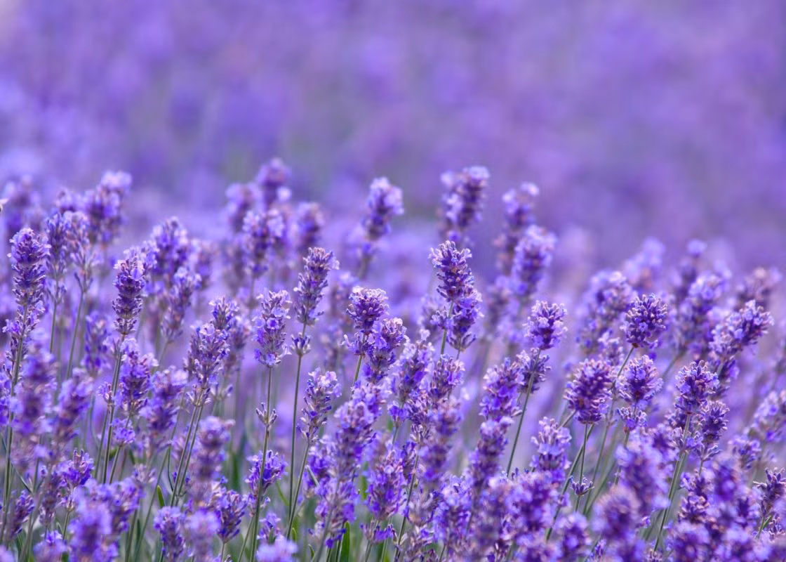 Sinh ngày 13 Âm lịch. Theo tử vi, người sinh ngày 13 Âm lịch là người sôi nổi, vui vẻ và tích cực. Họ có tầm nhìn và tư duy đa dạng, luôn muốn thử nghiệm và khám phá cái mới.