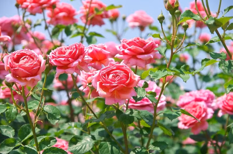 Tất cả khó khăn, bí bách còn tồn đọng đều được giải quyết nhẹ nhàng, ổn thỏa trong thời gian này. Nhờ năng nhặt chặt bị, người sinh vào 2 ngày Âm lịch này có cuộc sống giàu có, sung túc, có của ăn của để. 