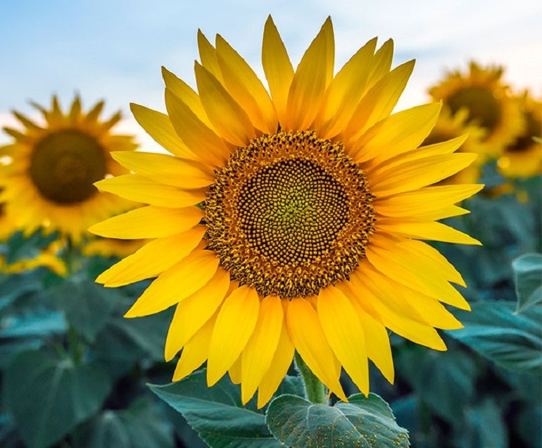 Đến trung tuổi, người sinh vào thời điểm Âm lịch này mở ra cánh cửa "sinh tài", đại cát đại lợi, làm gì cũng được thông thuận, luôn có quý nhân ra tay giúp đỡ, may mắn không gì sánh được.