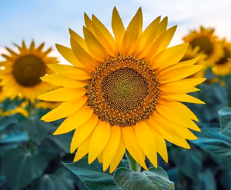 Đến trung tuổi, người sinh vào thời điểm Âm lịch này mở ra cánh cửa "sinh tài", đại cát đại lợi, làm gì cũng được thông thuận, luôn có quý nhân ra tay giúp đỡ, may mắn không gì sánh được.