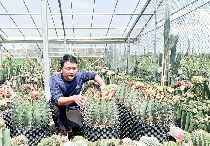 Trồng xương rồng cảnh, anh nông dân Cần Thơ thu hàng chục triệu đồng/tháng Trong xuong rong canh, anh nong dan Can Tho thu hang chuc trieu dong/thang