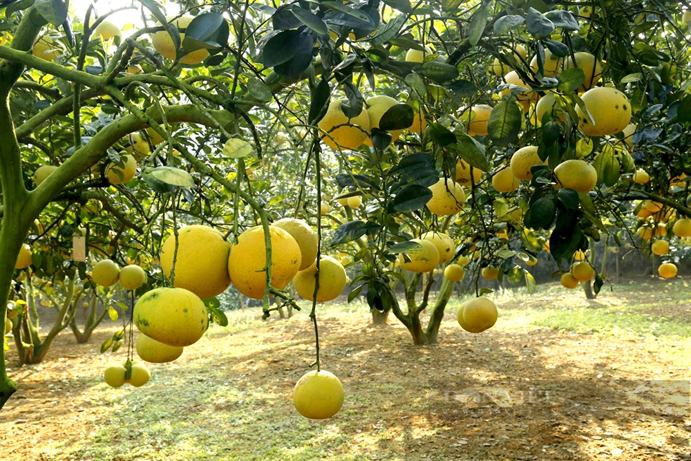 Trong buoi theo mo hinh IPM, nong dan Phu Tho thu lai hon 186 trieu dong/ha-Hinh-2