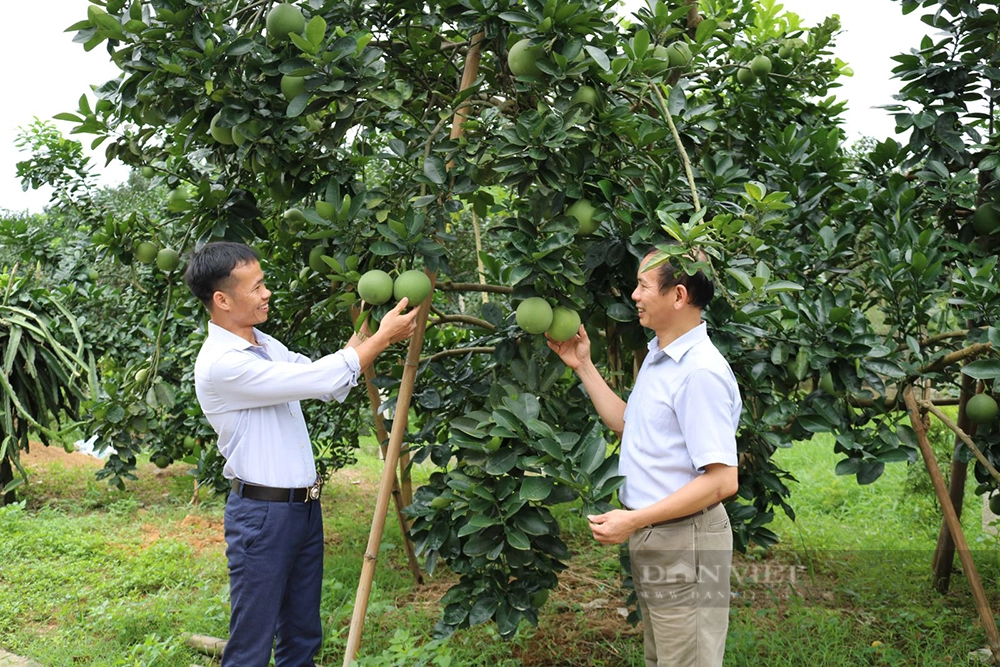 Trong buoi theo mo hinh IPM, nong dan Phu Tho thu lai hon 186 trieu dong/ha-Hinh-3