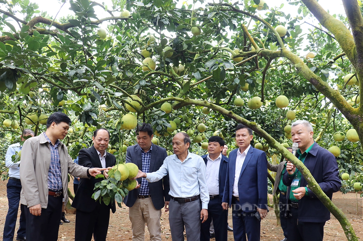 Trong buoi theo mo hinh IPM, nong dan Phu Tho thu lai hon 186 trieu dong/ha