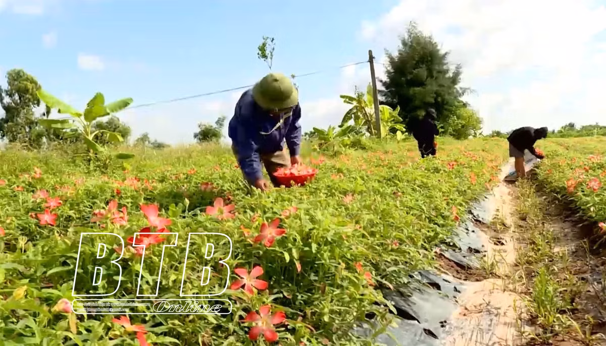 Trong sam Bo Chinh, nong dan Thai Binh thu 25 trieu/sao