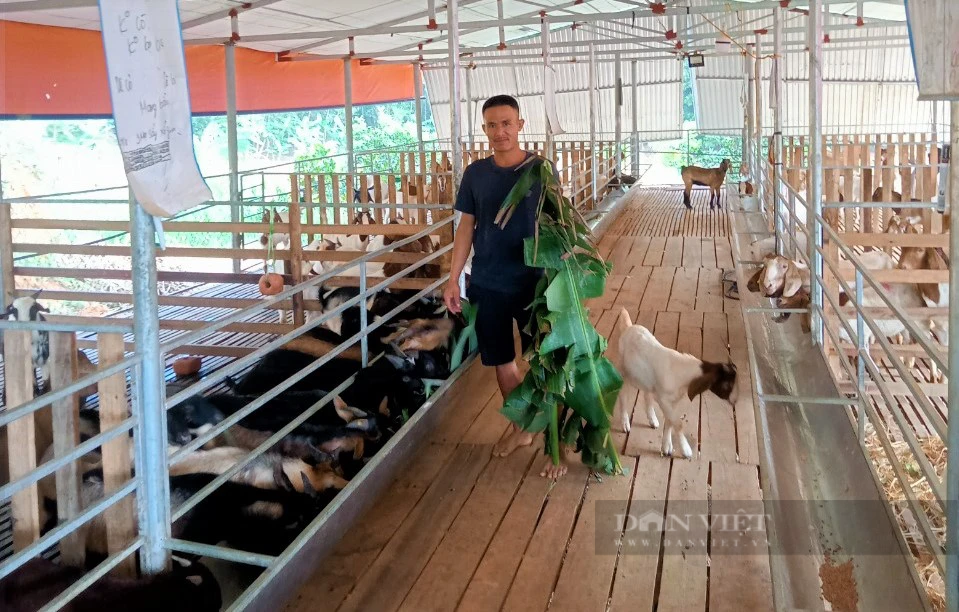 Nuôi dê ăn lộc lá, anh nông dân miền Tây Nghệ An tự tin thắng lớn Nuoi de an loc la, anh nong dan mien Tay Nghe An tu tin thang lon