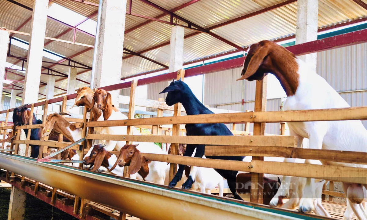 Nuôi dê ăn lộc lá, anh nông dân miền Tây Nghệ An tự tin thắng lớn - Hình 3 Nuoi de an loc la, anh nong dan mien Tay Nghe An tu tin thang lon-Hinh-3