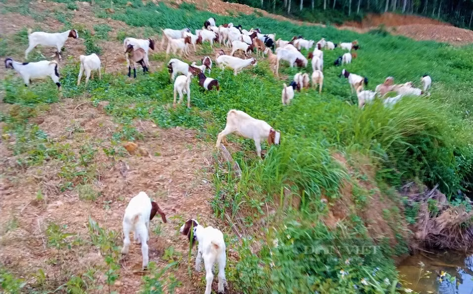 Nuoi de an loc la, anh nong dan mien Tay Nghe An tu tin thang lon-Hinh-4