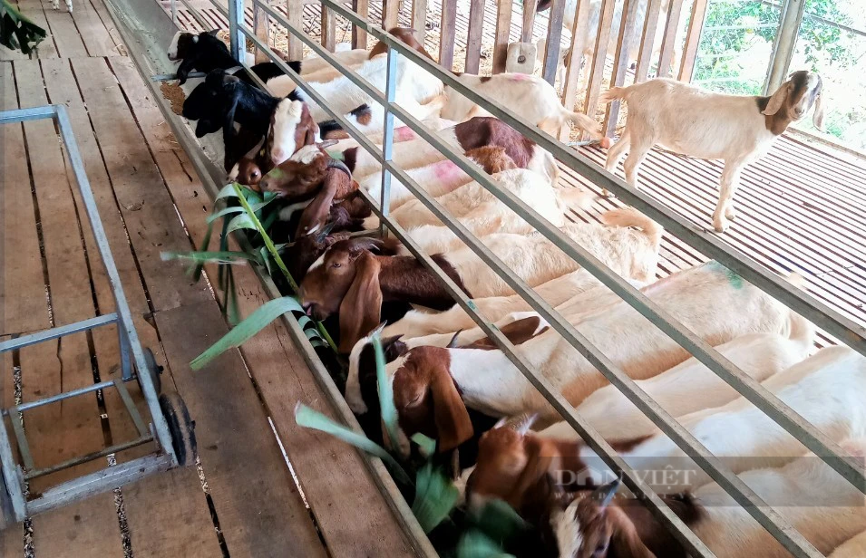 Nuôi dê ăn lộc lá, anh nông dân miền Tây Nghệ An tự tin thắng lớn - Hình 5 Nuoi de an loc la, anh nong dan mien Tay Nghe An tu tin thang lon-Hinh-5