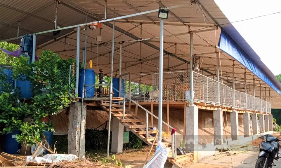 Nuôi dê ăn lộc lá, anh nông dân miền Tây Nghệ An tự tin thắng lớn - Hình 2 Nuoi de an loc la, anh nong dan mien Tay Nghe An tu tin thang lon-Hinh-2