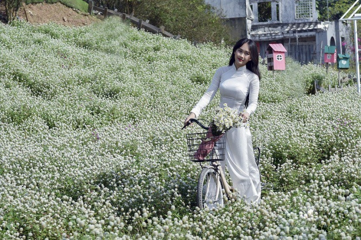 Mỗi năm loài hoa này chỉ nở một lần trong khoảng thời gian ngắn, nên nó được xem là đặc trưng của Hà Nội. Cúc họa mi trắng bung nở báo hiệu tiết trời chuyển từ Thu sang Đông.