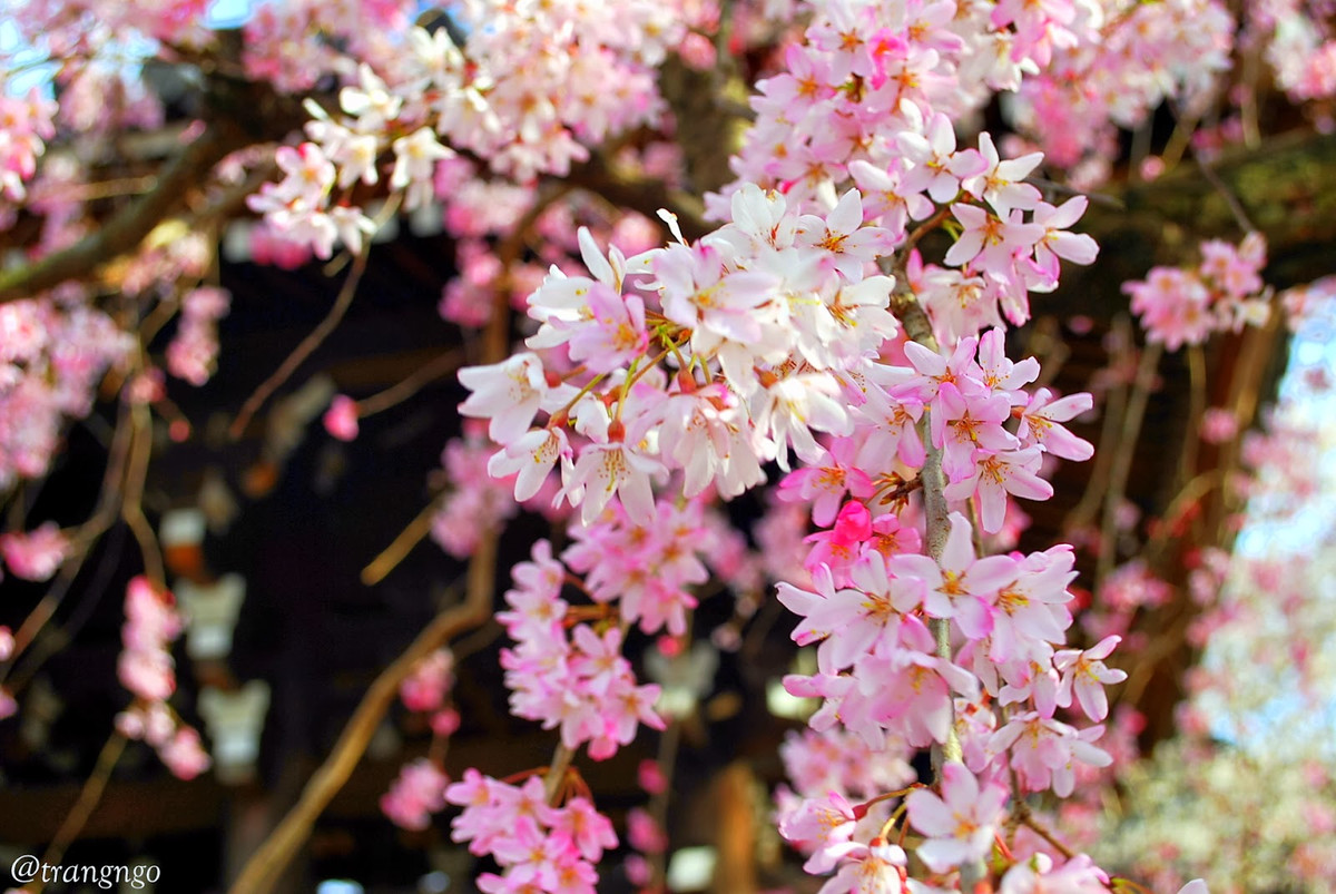 Sự nghiệp của họ bắt đầu thăng tiến, mọi việc suôn sẻ, vận thế phát đạt, gia đình thịnh vượng, hạnh phúc. Họ sẽ tận hưởng cuộc sống thoải mái, tuổi già an nhàn, trường thọ.