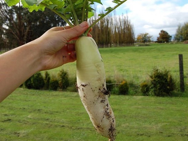 5 thuc pham quen thuoc giup thanh loc ruot, giam mo noi tang-Hinh-3