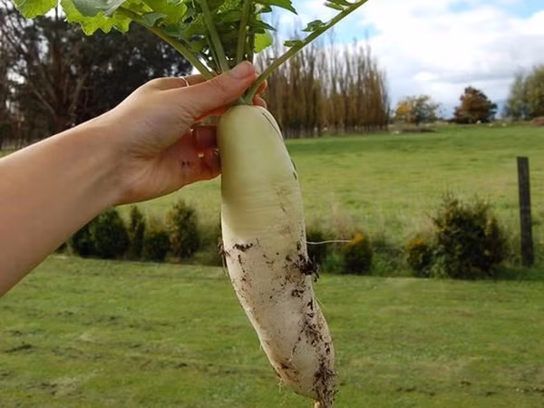 5 thuc pham quen thuoc giup thanh loc ruot, giam mo noi tang-Hinh-3