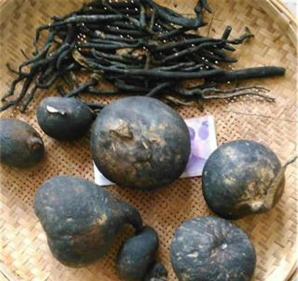 Nhân sâm WuLing có thể làm dịu thần kinh trong các tình trạng như huyết áp cao và mất ngủ. Nó cũng có thể bổ sung khí và máu, chống oxy hóa, cầm máu sau sinh và sau phẫu thuật, bổ sung khí và tăng cường thận, tăng cường lá lách và loại bỏ ẩm ướt,...