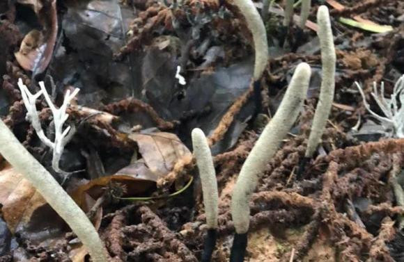 Người ta nói nhân sâm rừng khó tìm nhưng nhân sâm Wuling còn khó tìm hơn cả nhân sâm hoang dã và nấm linh chi. Môi trường sinh trưởng và điều kiện sinh trưởng của Wulingshen rất đặc biệt, nó thích phát triển ở những nơi ấm áp và đầy nắng với nồng độ carbon dioxide cao khoảng 600-1000 mét. Nhiệt độ nảy mầm của bào tử là 22oC -28oC. 