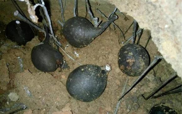 Wulingshen là một loại nấm ký sinh. Thông thường, nấm gallinopsis sẽ phát triển ở những nơi có mối cánh đen. Khi mối di chuyển đi, nấm gallinopsis sẽ không còn nguồn dinh dưỡng và không thể phát triển trở lại.