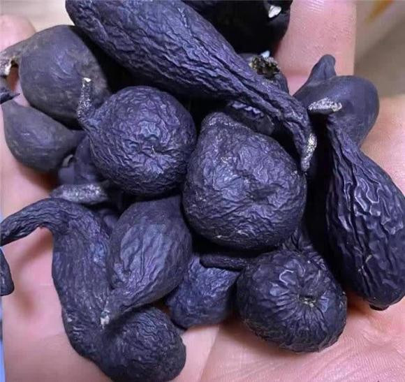 Nấm gallinophilia chưa mọc lên khỏi mặt đất do thiếu dinh dưỡng sẽ quay trở lại mặt đất và xâm nhập vào hạch nấm. Lúc này, nấm phát triển bằng cách hấp thụ dung dịch dinh dưỡng còn sót lại trong tổ mối. Vì dung dịch dinh dưỡng có hạn nên chỉ có thể phát triển thành hình tròn, sẫm màu, to bằng quả trứng, từ đó hình thành nên hắc sâm Wulingshen.