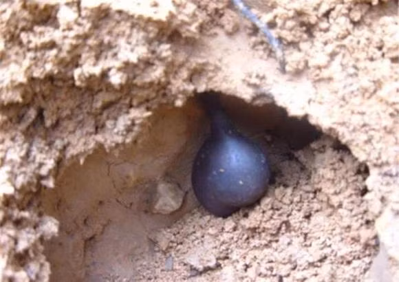 Tuy nhiên, không phải tổ mối nào cũng trồng được nhân sâm đen, sự phát triển của nó chỉ là ngẫu nhiên nên rất hiếm và khó đào được. Việc tìm được một củ nhân sâm đen hoàn chỉnh chỉ là may mắn mà thôi.