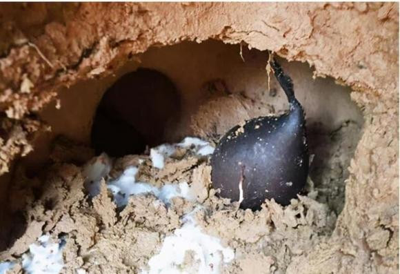 Nhìn chung, Wulingshen là một trong những loại nấm bậc cao được biết đến có tác dụng đáng kể đối với các bệnh về thần kinh và hệ miễn dịch của con người. Nó là một dược liệu rất quý của Trung Quốc. Nếu đào được nhân sâm chất lượng cao, một tổ nhân sâm đen có thể mua được một căn nhà.