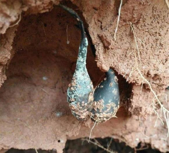 Nói chung, nhân sâm Wuling không có cách nào hình thành khi nồng độ carbon dioxide trên bề mặt trái đất chỉ chứa 0,03%-0,05%. Tuy nhiên, dưới lòng đất, sâu vài mét, thậm chí hàng chục mét, nồng độ carbon dioxide trong tổ mối có thể lên tới hơn 20% và rất ấm áp. Đây là nơi nguy hiểm, nghẹt thở đối với con người chúng ta, nhưng thực tế lại là nơi tốt để Wulingshen sống. 