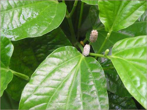 Bên cạnh đó, lá trầu còn được mang vào trong sự tích trầu cau, thể hiện tình cảm anh em, vợ chồng trong gia đình luôn thân thiết bền chặt và còn thể hiện sự yêu thương, đùm bọc, hy sinh, đoàn kết mọi người gần nhau hơn.