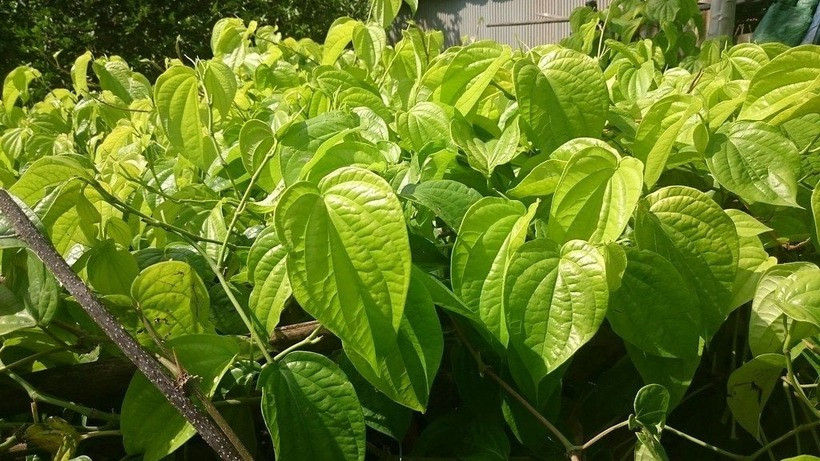  Có nên trồng cây trầu không trước nhà?: Theo quan điểm phong thủy, cây trầu không được coi là một loại cây mang đến nhiều điều may mắn cả trong sự nghiệp và học tập, đồng thời tạo còn ra sự bình an và ấm áp trong gia đình. 