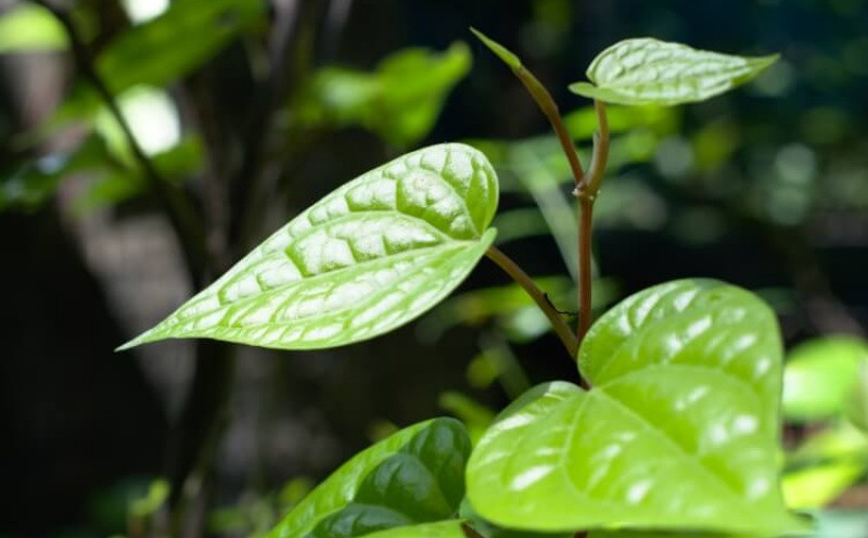  Trong lĩnh vực tài chính, cây này cũng được xem như một phương tiện để thúc đẩy tài lộc, kinh doanh và giúp gia chủ ngăn ngừa những điều không may đến với gia đình.