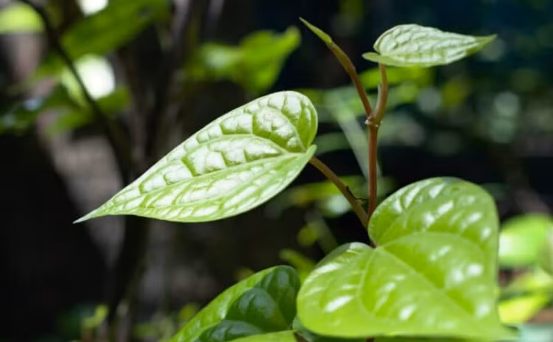  Trong lĩnh vực tài chính, cây này cũng được xem như một phương tiện để thúc đẩy tài lộc, kinh doanh và giúp gia chủ ngăn ngừa những điều không may đến với gia đình.