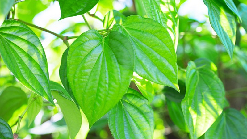 br/> Trong văn hóa Việt Nam, trầu không thường xuất hiện trong các tiệc ma chay cưới hỏi, lễ hội. Nó là một nét đẹp trong văn hóa của người Việt Nam chúng ta với câu nói “miếng trầu là đầu câu chuyện”, cho nên trầu không đại diện cho một sự khởi đầu suôn sẻ, mới mẻ.