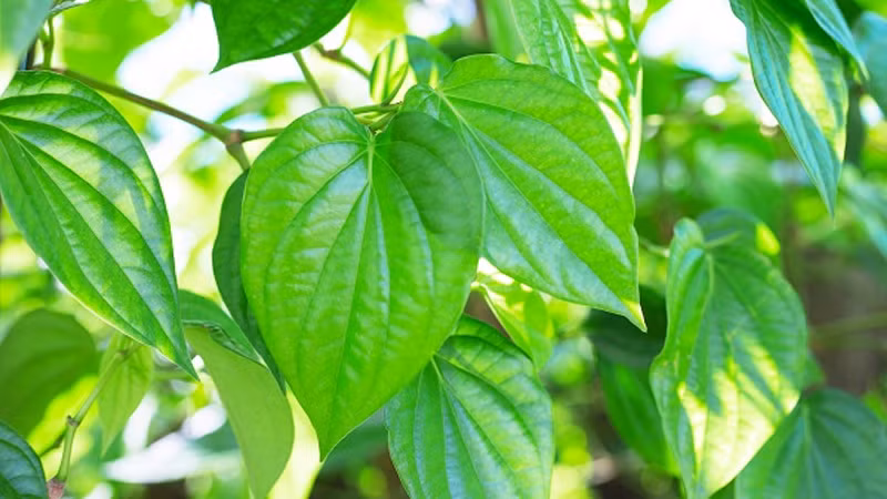 br/> Trong văn hóa Việt Nam, trầu không thường xuất hiện trong các tiệc ma chay cưới hỏi, lễ hội. Nó là một nét đẹp trong văn hóa của người Việt Nam chúng ta với câu nói “miếng trầu là đầu câu chuyện”, cho nên trầu không đại diện cho một sự khởi đầu suôn sẻ, mới mẻ.