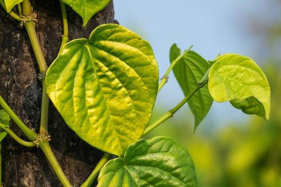 Chính vì vậy, việc trồng cây trầu không trước nhà sẽ có thể mang lại nhiều lợi ích cho gia chủ. Nó giúp thu hút tài lộc, may mắn và thành công trong công việc.