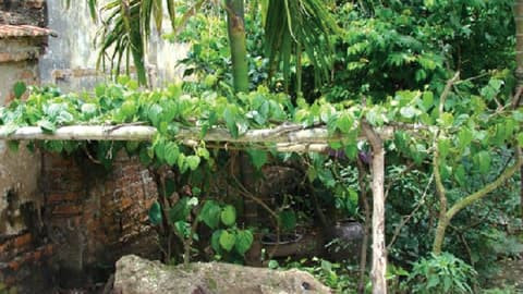  Lưu ý khi trồng trầu không: Không trồng cây che khuất cửa chính ngôi nhà: Cửa chính là nơi đón nhận khí vào nhà, vì thế không nên để cây trầu không hay các cây khác che khuất cửa chính, sẽ ảnh hưởng đến sự lưu thông của khí. 