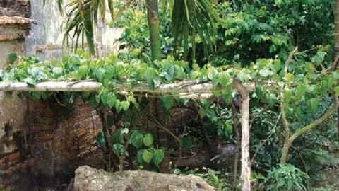  Lưu ý khi trồng trầu không: Không trồng cây che khuất cửa chính ngôi nhà: Cửa chính là nơi đón nhận khí vào nhà, vì thế không nên để cây trầu không hay các cây khác che khuất cửa chính, sẽ ảnh hưởng đến sự lưu thông của khí. 