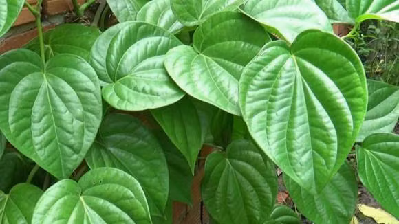  Cây trầu không, có tên khoa học là Piper betie L. (Piper siriboa L), thuộc họ Hồ tiêu Piperaceae. Đây là một loại thực vật sống lâu năm, dạng dây leo, có thể cao tới 20m. Lá trầu không mọc so le nhau, hình trái xoan nhọn ở đỉnh lá. Trầu không là loài cây ưa ẩm, chịu nắng và bóng tốt.