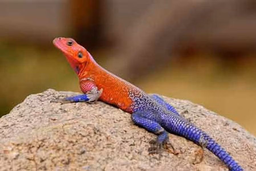 Với màu sắc khá kỳ lạ, loài thằn lằn có tên khoa học là (Agama mwanzae), một loài bò sát thuộc họ Agamidae. Chúng là loài đặc hữu ở Tanzania Rwanda và Kenya.