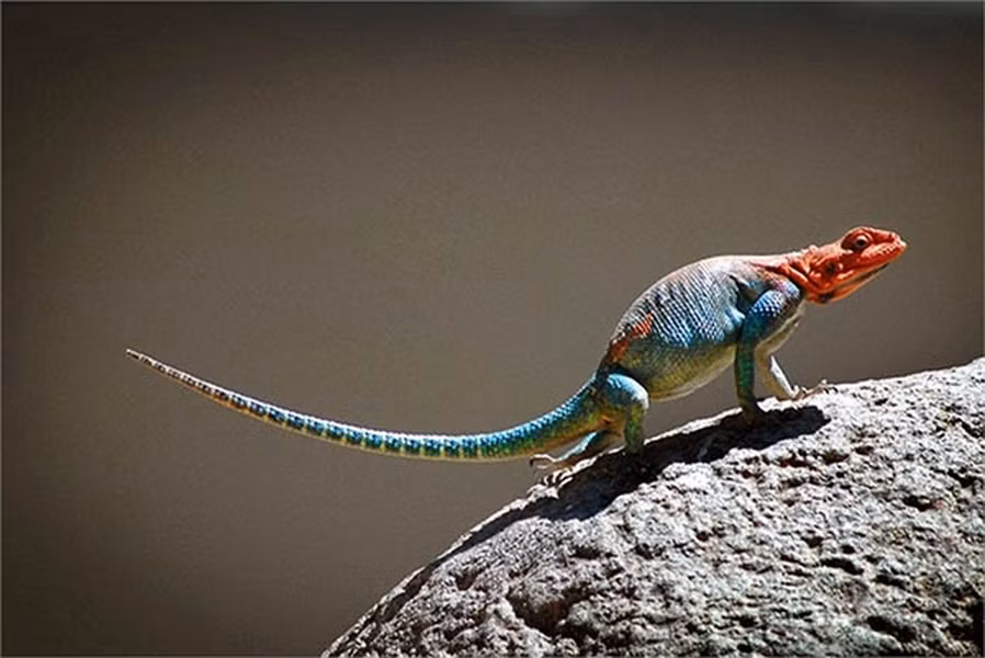 Khác hẳn với vẻ bề ngoài sắc sặc sỡ, nổi bật, thằn lằn Agama là con vật khá ôn hòa, nhút nhát. Chúng thường ẩn nấp khi có sự xuất hiện của con người.