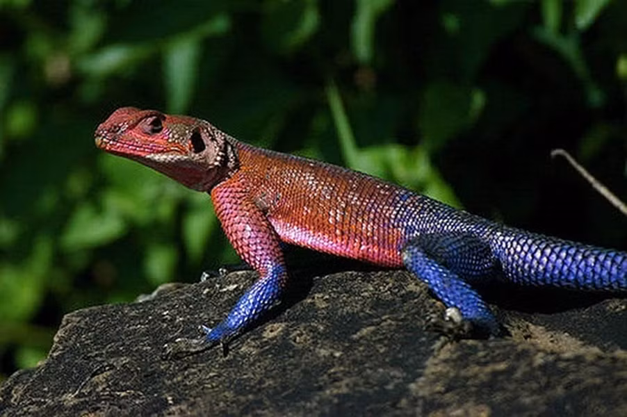 Do môi trường sống bị thu hẹp và sự săn lùng của giới chơi vật cảnh, nên số lượng Agama giảm sút nghiêm trọng trong môi trường tự nhiên.