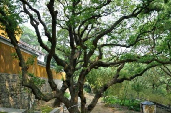 Cây trăn Phổ Đà phù hợp với điều kiện sống đặc biệt. Chúng thích nghi với cuộc sống trong môi trường khắc nghiệt, thường sinh trưởng ở những vùng núi cao, nhiều mây mù và ẩm thấp. Chính điều kiện tự nhiên đặc biệt đã tạo nên vẻ đẹp độc đáo và huyền bí cho loài cây này.