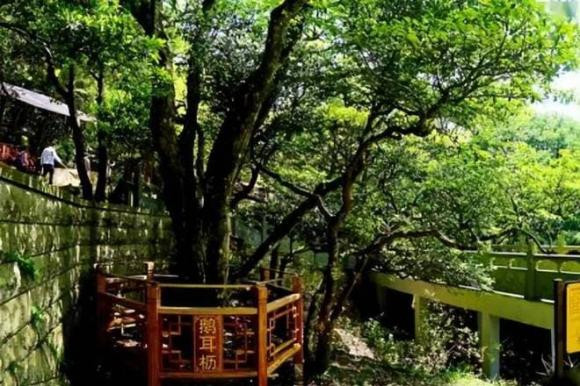 Cây trăn Phổ Đà, với giá trị quý hiếm của mình, không chỉ là một "báu vật" mà còn góp phần vào việc bảo vệ sự cân bằng tự nhiên. Việc gìn giữ loài cây này không chỉ dừng lại ở khía cạnh bảo tồn sinh học mà còn là hành động quan trọng để duy trì sự đa dạng sinh học, đồng thời khẳng định giá trị to lớn của các loài thực vật quý trong việc bảo vệ hệ sinh thái toàn cầu.