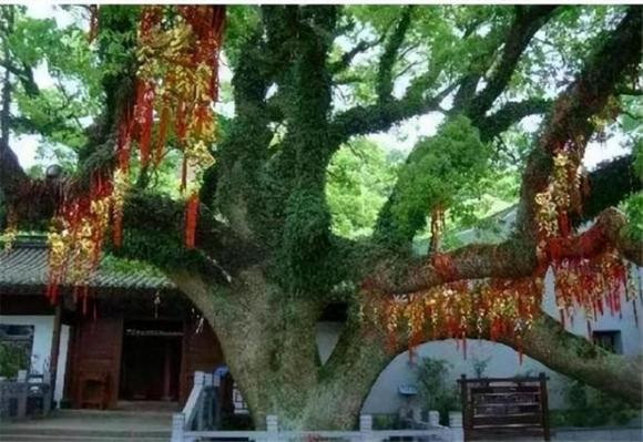 Loài cây này chỉ có thể tìm thấy tại Chiết Giang, Trung Quốc, có vẻ đẹp ma mị và bí ẩn, đang thu hút sự quan tâm của cộng đồng bảo tồn thiên nhiên trên toàn thế giới. Chùa Putuo là nơi duy nhất có thể tìm thấy hình ảnh của cây trăn Phổ Đà.