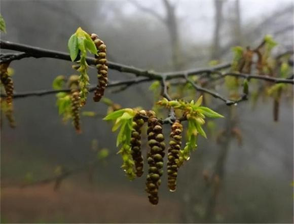 Đây là loài cây có khả năng sinh sản hết sức hạn chế, với chu kỳ sinh trưởng kéo dài hơn một thập kỷ. Điều này khiến loài cây quý hiếm này dễ bị tổn thương trước những biến đổi của môi trường và cần được bảo vệ cẩn thận hơn.