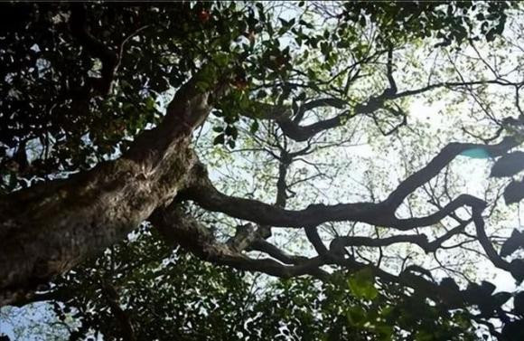 Để bảo vệ chúng, chùa Putuo đã triển khai biện pháp canh gác 24/24, biến nơi đây thành "pháo đài" bảo vệ duy nhất của loài cây này trên thế giới. Trước tình hình loài cây trăn Phổ Đà đang bị đe dọa nghiêm trọng, Trung Quốc đã và đang khẩn trương triển khai các biện pháp bảo tồn, trong đó có việc trồng cây con để phục hồi quần thể.