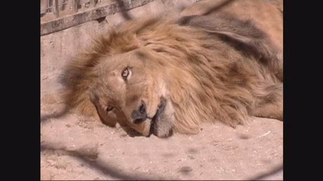 Con sư tử được cho là từ vườn thú Al-Qarya al-Shama. (ảnh minh họa)