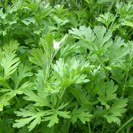 Dưỡng da. Dùng lá ngải cứu đun sôi kỹ cho nhừ, sau đó lấy vải mỏng lọc lấy nước, để vào lọ, cho vào tủ lạnh dùng dần. Mỗi buổi tối, sau khi rửa mặt sạch, dùng khăn thấm nước ngải cứu đắp lên mặt, nhất là những vùng da xấu, sau vài phút khăn tự khô, gỡ khăn ra rửa lại bằng nước sạch.